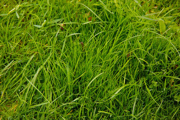Thick green grass grows on the ground.Texture or background.