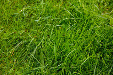 Thick green grass grows on the lawn of a private house