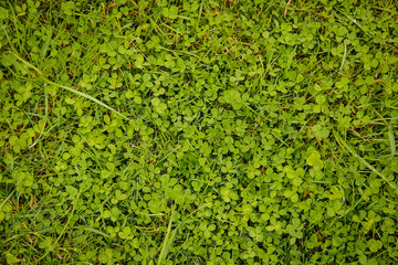 Green clover grows on the lawn of a private house in may
