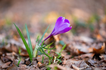 Spring flower snowdrop is the first flower in the end of winter and the beginning of spring.