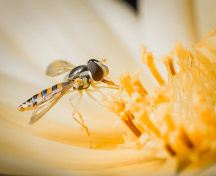 Little insect resting on a yellow orange flower. Macro image close up. 