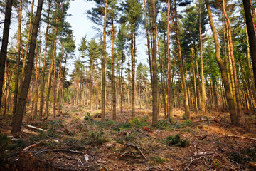 Middle European Forestry