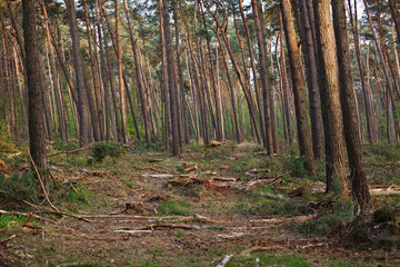 Middle European Forestry