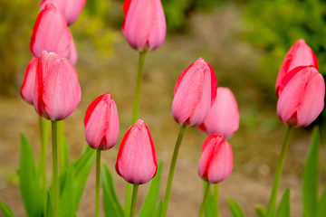 The buds of tulips pink close-up.Texture or background.