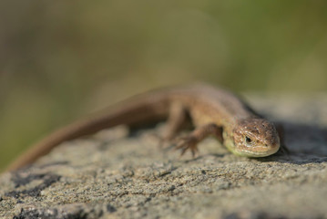 Sand lizard, Lacerta agilis