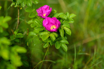 Wild rose close-up with blurred background. Photographed in a park in the summer.