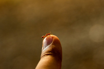 Red ants are fighting with their hands.