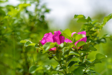 Wild rose close-up with blurred background. Photographed in a park in the summer.