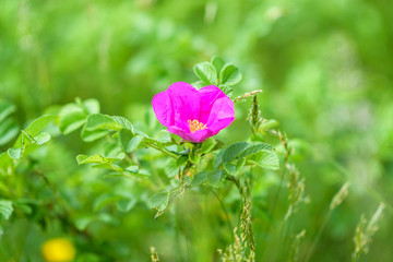 Wild rose close-up with blurred background. Photographed in a park in the summer.