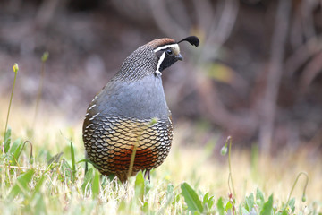Posing California Quail
