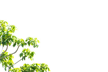 Light green leaf bouquet at the bottom right hand corner of the image on a white background