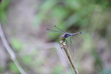 Dragonflies have black wings on the branches.