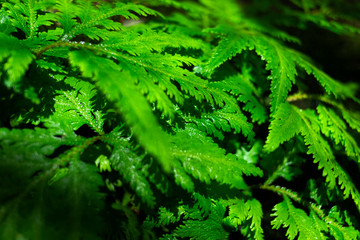 Green davallia leaves (Davallia Denticulata) fresh and beautiful plant in tropical forest.