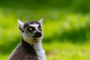 Ring-tailed lemur, lemur catta, sitting on green grass