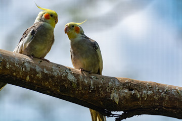 Cockateil, quarrion or weero parrots on thee, living in Australia