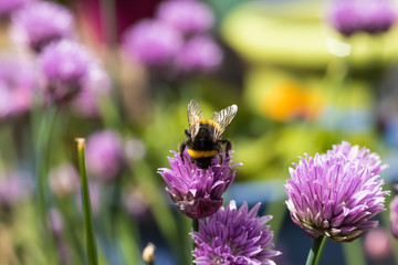 close up of a single Bumble Bee pollinating wild chive flowers