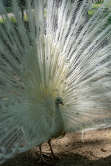 Leucistic Indian peacock, Pavo cristatus, beautiful white bird with open tail