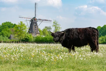Foto auf Glas Landschaftslandschaft mit schwarzer schottischer Kuh, Weide mit Wildblumen und traditioneller holländischer Windmühle © barmalini