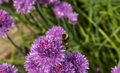 close up of a single Bumble Bee pollinating wild chive flowers