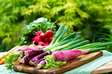 Bunches of fresh red small and long radish, carrots and purple onion, new harvest of healthy vegetables
