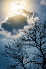 Silhouette of leafless dried tree with dramatic sunlight and cloud