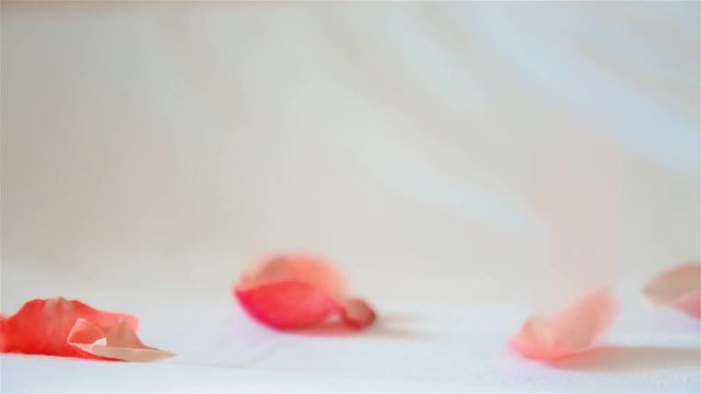 Rose petals pale pink fall from above on a light background