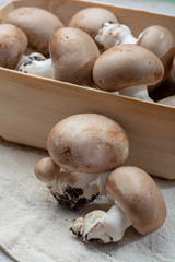 Fresh organic brown chestnut champignons from underground caves in Belgium