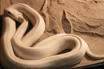 White cobra lying like a heart on the sand in a blurred glass cabinet