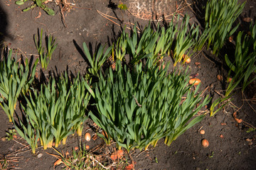 leaves of flowers make their way in spring. The beginning of the growth of flowers. Green leaves