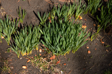 leaves of flowers make their way in spring. The beginning of the growth of flowers. Green leaves