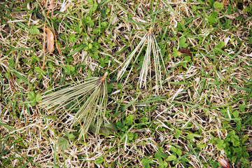 dry pine needles fell from a tree and lie on the green grass
