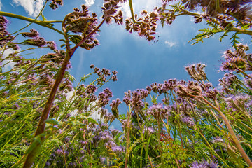 lacy phacelia, blue tansy, purple tansy - Phacelia tanacetifolia - honey plant for bees