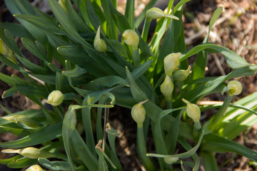 leaves of flowers make their way in spring. The beginning of the growth of flowers. Green leaves
