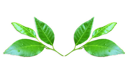 Kaffir lime leaves Isolate on White Background.