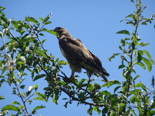 maeusebussard greifvogel im baum