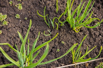 Garlic sprouted on the garden. Green garlic leaves.