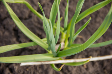 Obraz premium Garlic sprouted on the garden. Green garlic leaves.