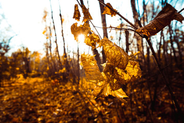 Orange yellow tree leaf forest autumn beauty nature