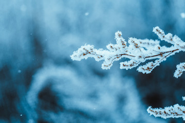 branches in the snow during the day