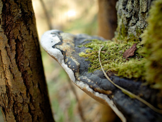 Woody mushroom closeup