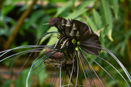Black bat flower, Tacca chantrieri, close-up of flower