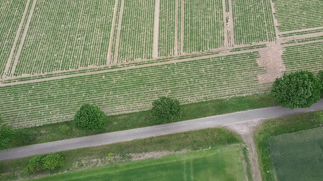 Aerial photograph of a slow flight with a obliquely angle of view over an asphalted field path with a few single trees between fields. 
