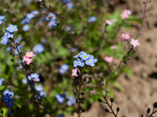 blooming Myosotis sylvatica