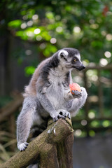 A grey ring tailed lemur with a piece of red fruit in its paws,  looking away from camera