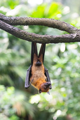 A flying fox ( bat ) hanging on a tree branch 