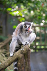 Fototapeta premium A grey ring tailed lemur with a piece of red fruit in its paws, taking a bite of the fruit and looking at camera
