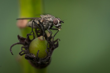 Insect