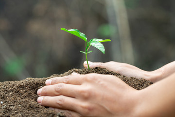 Conserve the environment by planting trees. hand protect  with plant growing. concept finance environment Earth Day In the hands of trees growing seedlings.