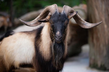 A mature male billy goat with awesome horns looking directly at camera