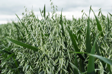 Green oat field on spring day